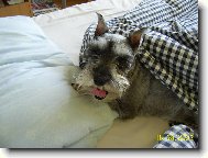 Zwergschnauzer, Miniature Schnauzer