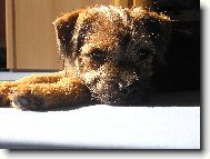 Border Terrier