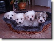 Coton de Tulear