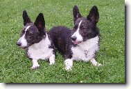 Welsh Corgi Cardigan