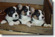 Welsh Corgi Cardigan