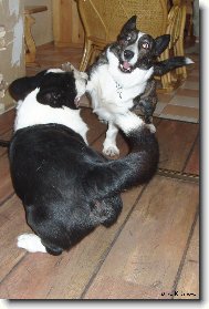 Welsh corgi cardigan \(Dog standard\)