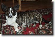 Welsh Corgi Cardigan