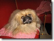 Pekingese, Pekinese, Peking Palasthound