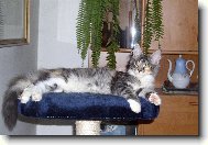 Maine Coon