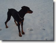 Dobermann, Doberman