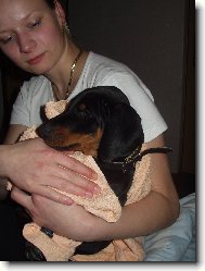 Dobermann, Doberman