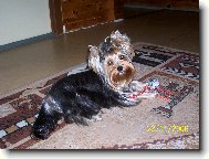 Jorkšírský terier, Yorkshire Terrier,