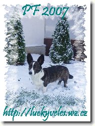 Welsh corgi cardigan \(Dog standard\)
