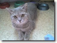 British shorthairs cat