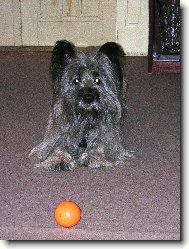 Skye terrier \(Dog standard\)