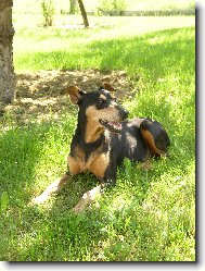 German Pinscher