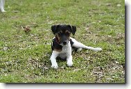 Parson Russel Terrier