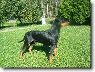 German Pinscher