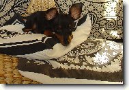 PRAGUE RATTER