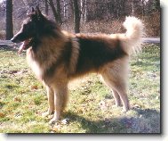 Chien de Berger Belge - Tervueren