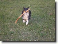 Shetland Sheepdog