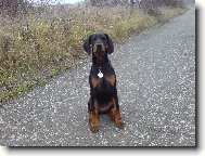 Dobermann, Doberman