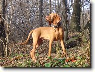 Rövidszörü Magyar Vizsla, Hungarian Short-haired Pointing Dog