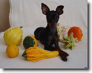 PRAGUE RATTER