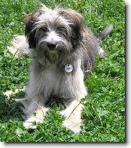 Pyrenean sheepdog long-haired \(Dog standard\)