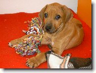 Rhodesian Ridgeback