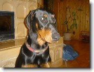 Dobermann, Doberman