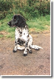 Grosser Münsterlander, Large Munsterlander
