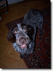 Czech Pointer, Bohemian wire-haired Pointing griffon