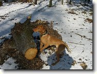 Rövidszörü Magyar Vizsla, Hungarian Short-haired Pointing Dog