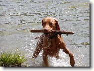 Rövidszörü Magyar Vizsla, Hungarian Short-haired Pointing Dog