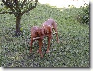 Rövidszörü Magyar Vizsla, Hungarian Short-haired Pointing Dog