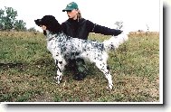 Grosser Münsterlander, Large Munsterlander