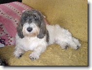 Petit Basset griffon vendéen, Petit Basset Griffon Vendeen