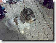 Petit Basset griffon vendéen, Petit Basset Griffon Vendeen