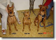 German Pinscher