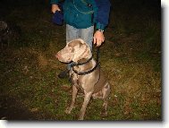 Weimaraner, Weimaraner Vorsterhund