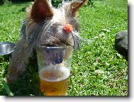 Jorkšírský terier, Yorkshire Terrier,