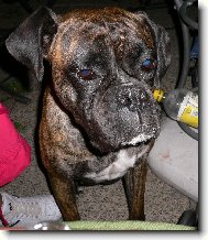 Deutscher Boxer