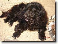 Newfoundland