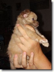 Chihuahua