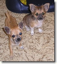 Chihuahua