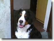 Berner Sennenhund