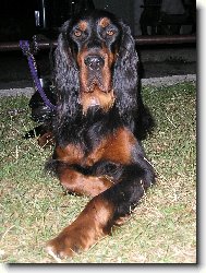 Gordon setter \(Dog standard\)
