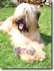 Briard