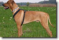 Rhodesian Ridgeback