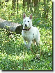 Berger Blanc Suisse, White Swiss Shepherd Dog