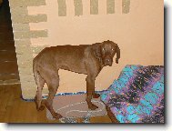Rövidszörü Magyar Vizsla, Hungarian Short-haired Pointing Dog