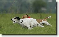 Jack Russell Terrier