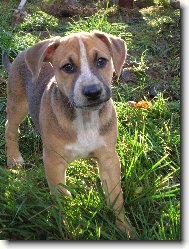 American Staffordshire Terrier Blue Lacy